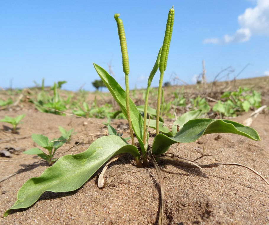 Ophioglossum lusitanicum