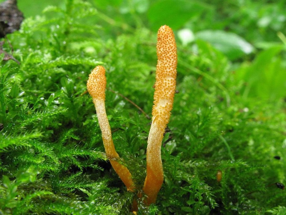 Ophioglossaceae ископаемые представители