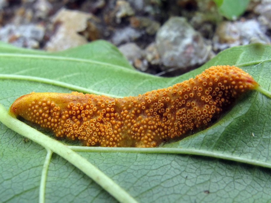Лаковица розовая Laccaria laccata