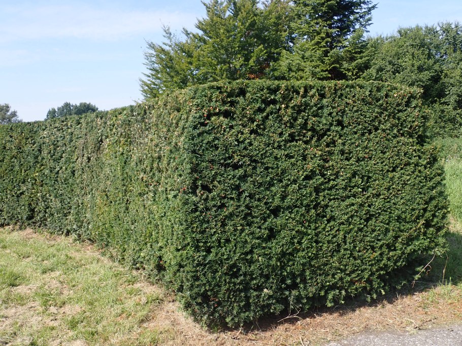 Тис ягодный (Taxus baccata elegantissima) c2 25-35