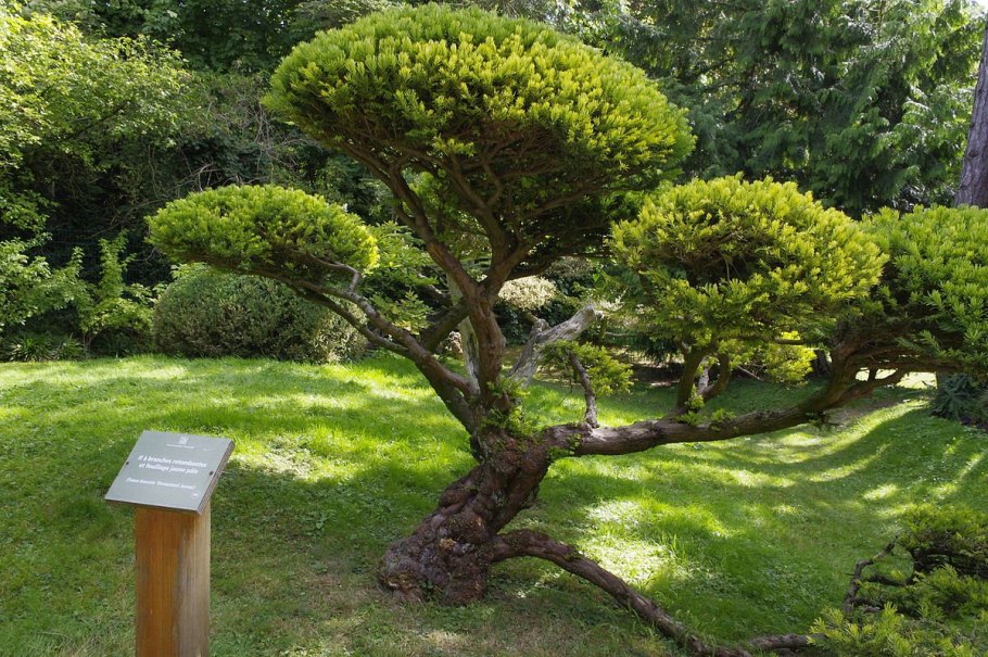 Тис ягодный Давид Taxus baccata David