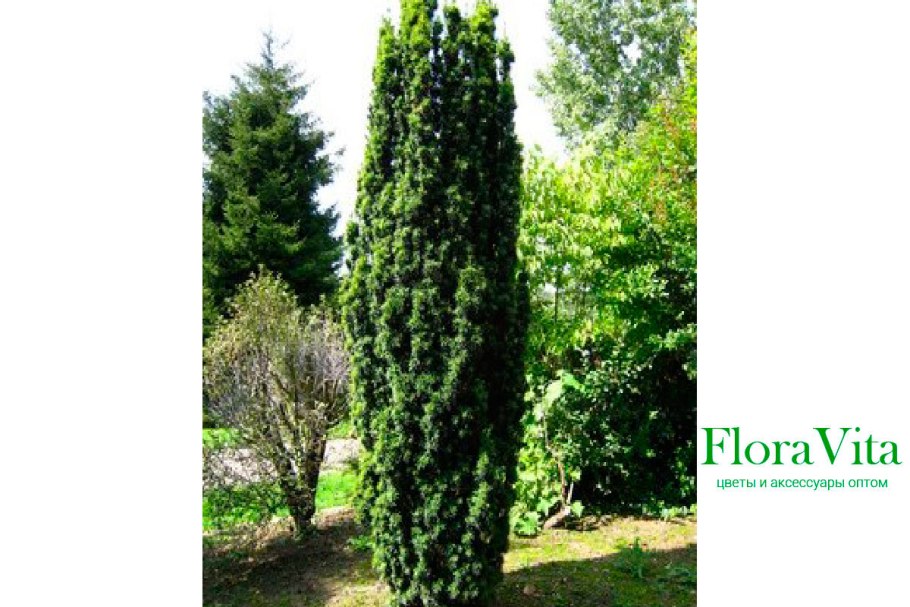 Тис Фастигиата