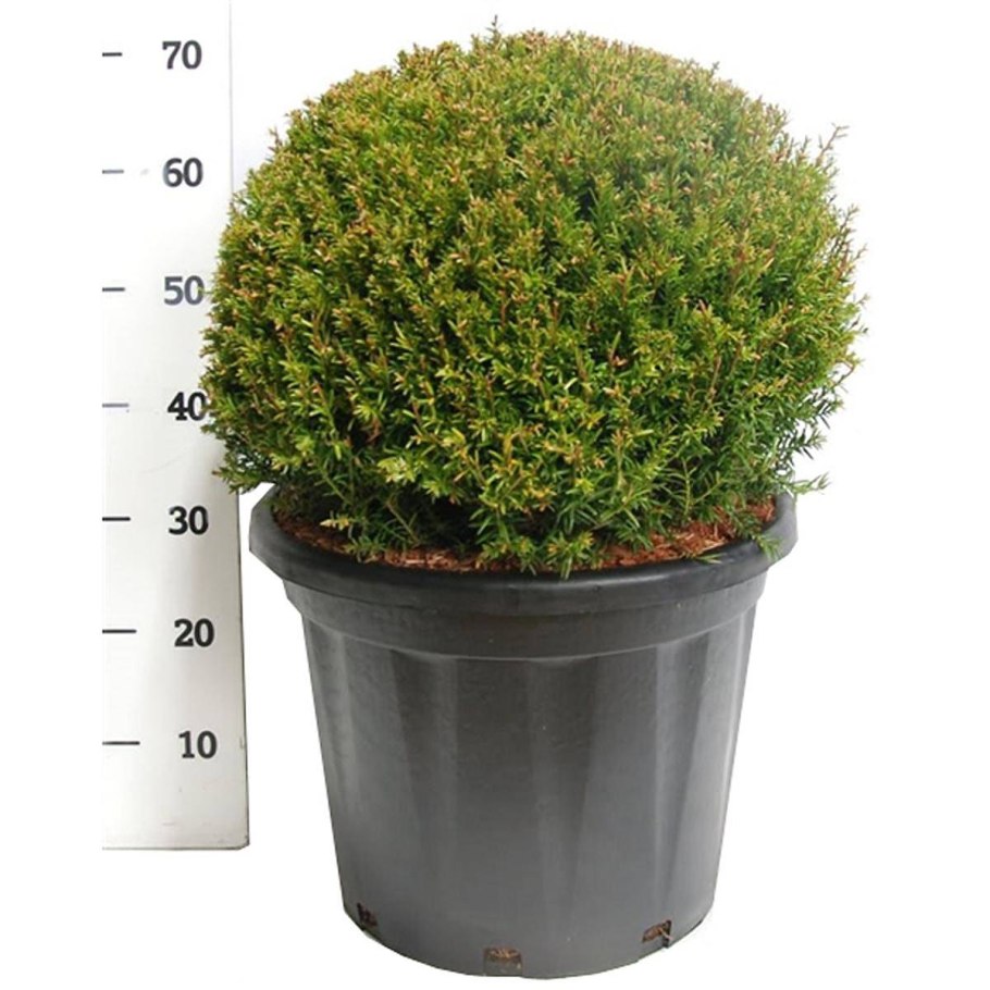 Кустарник с иголками и ягодами