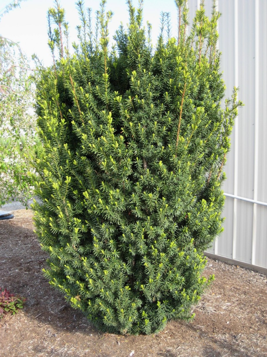 Тис ягодный Taxus baccata