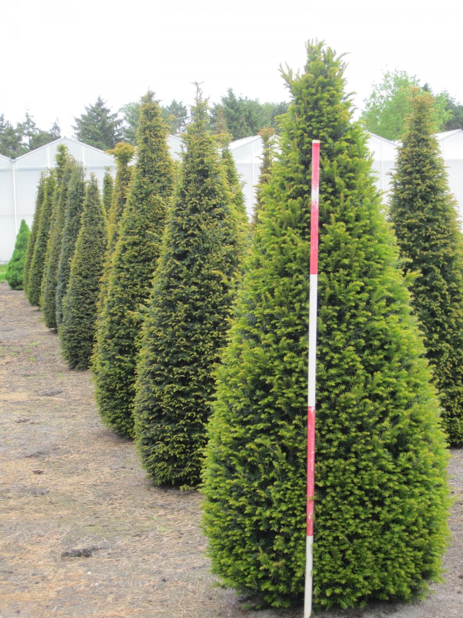 Тисс Taxus Media Hillii