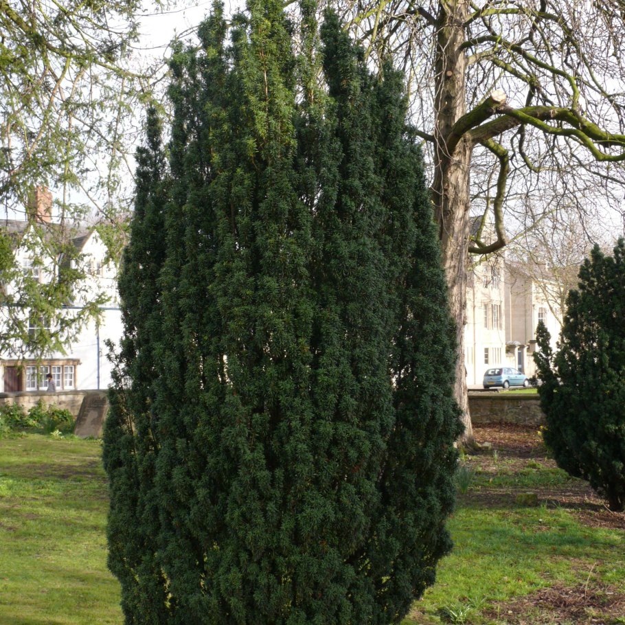 Taxus baccata David