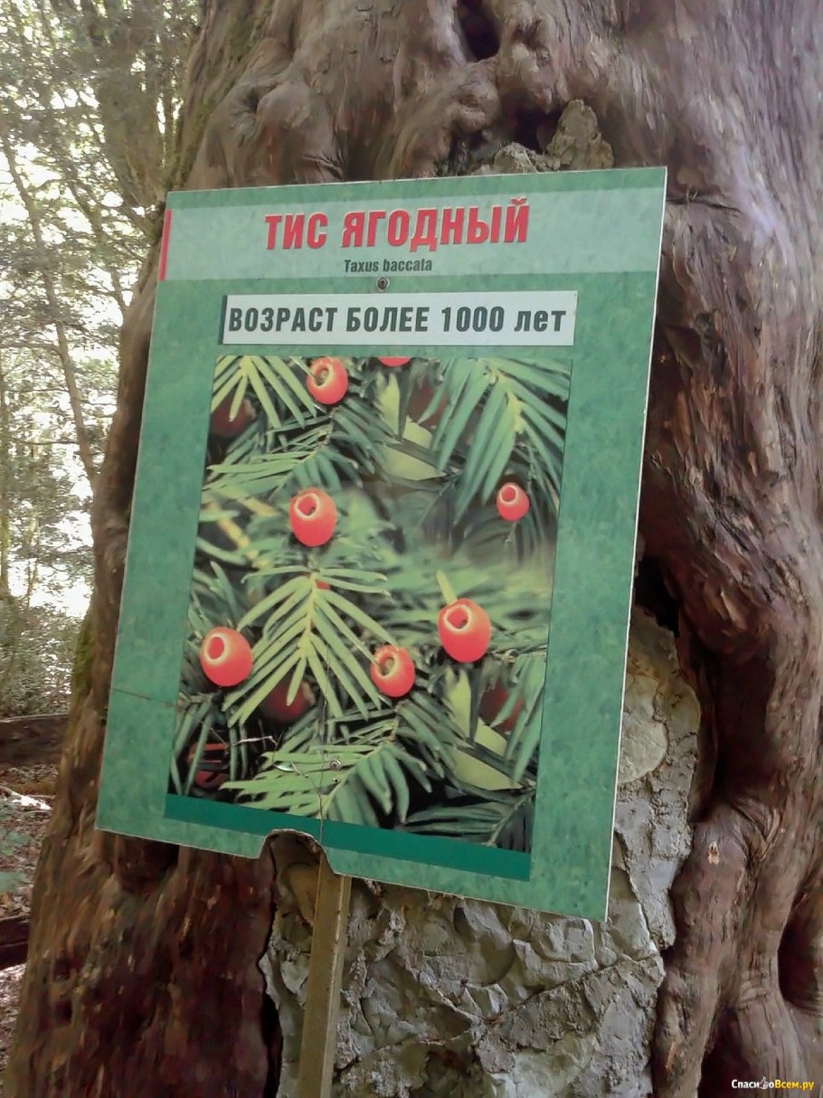 Тис ягодный Фастигиата