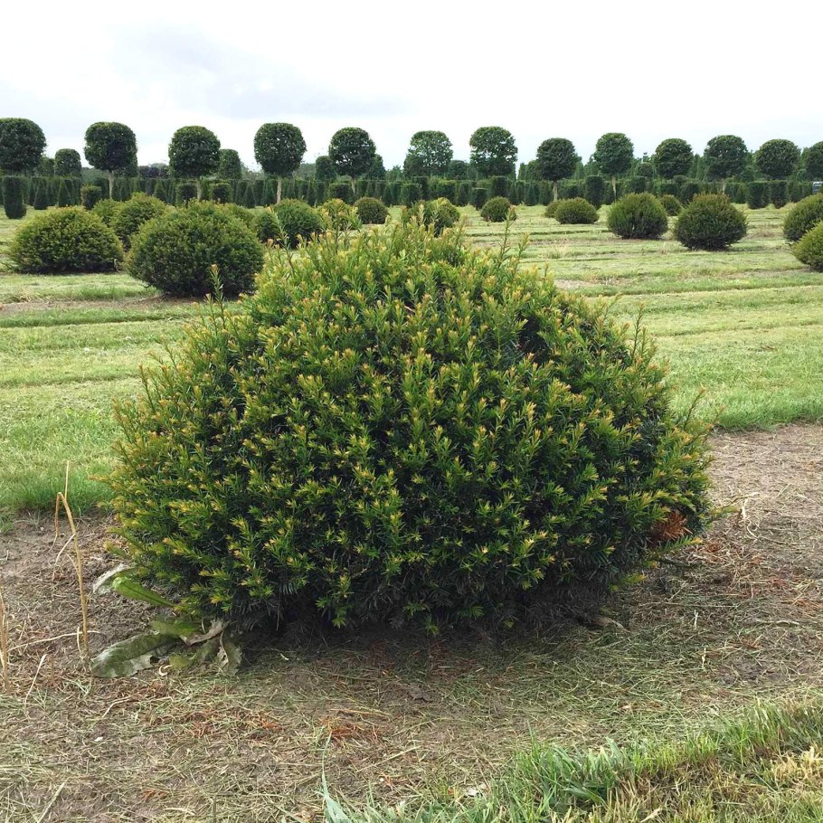 Тис ягодный Fastigiata Aurea