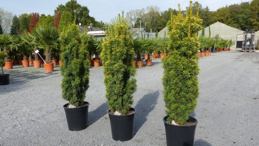 Тис ягодный (Taxus baccata David p9)