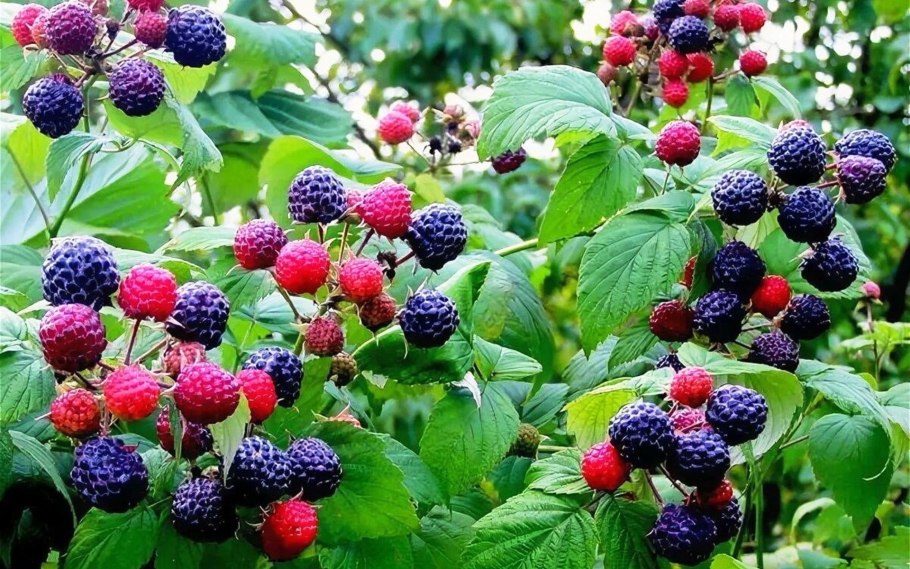 Малина черная Кумберленд
