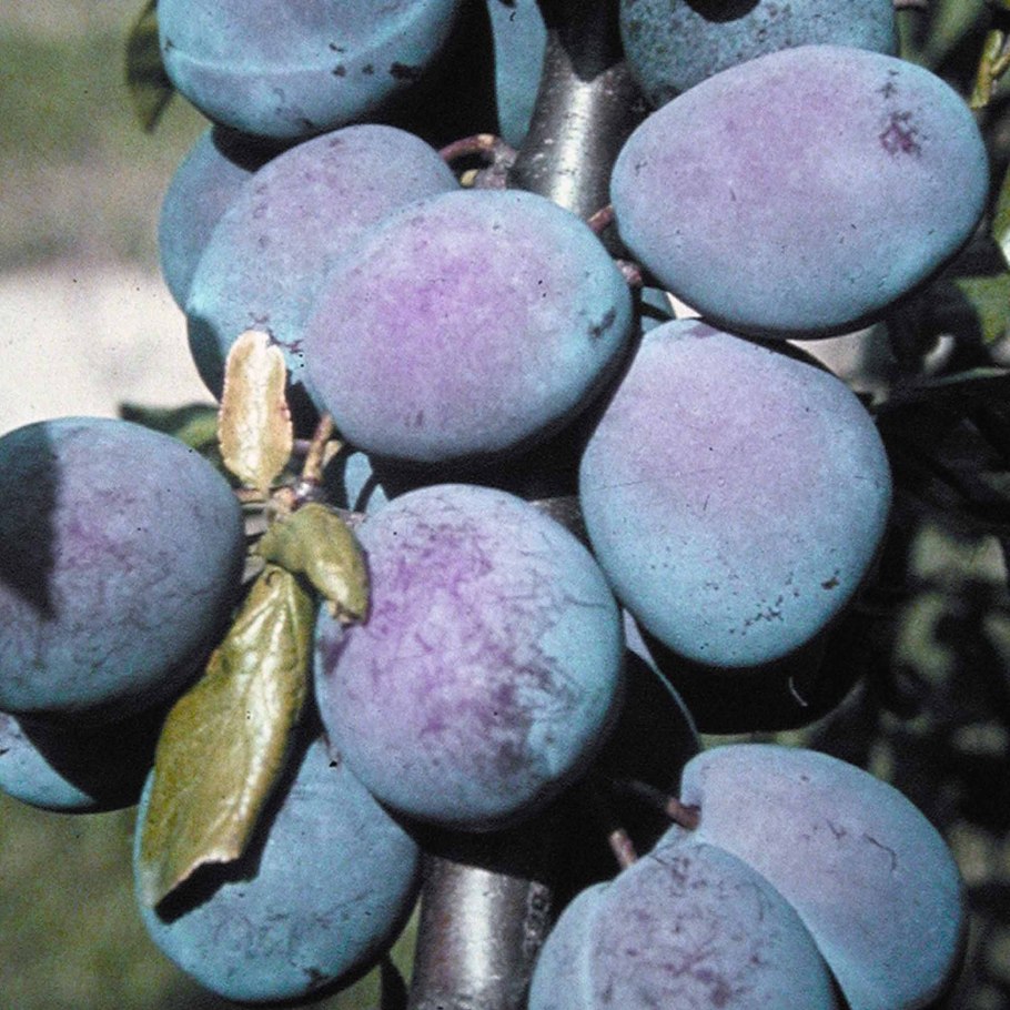 Яблоня колоновидная Останкино