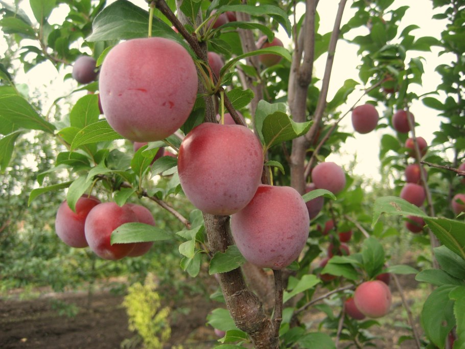 Слива Империал колоновидная