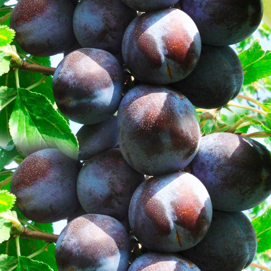 Слива Блю Свит колоновидная