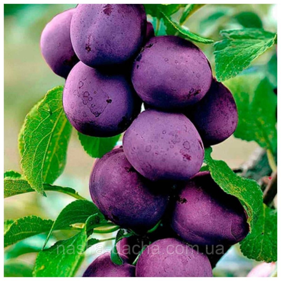 Яблоня колоновидная Медок