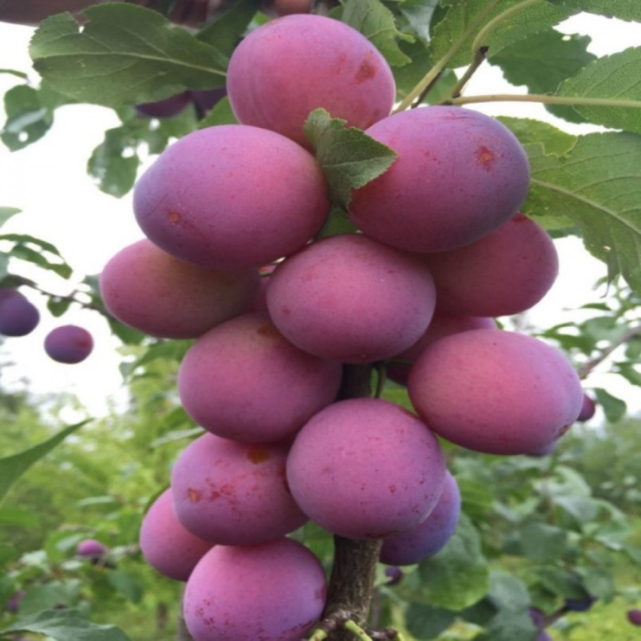 Слива Фортуна слива Фортуна