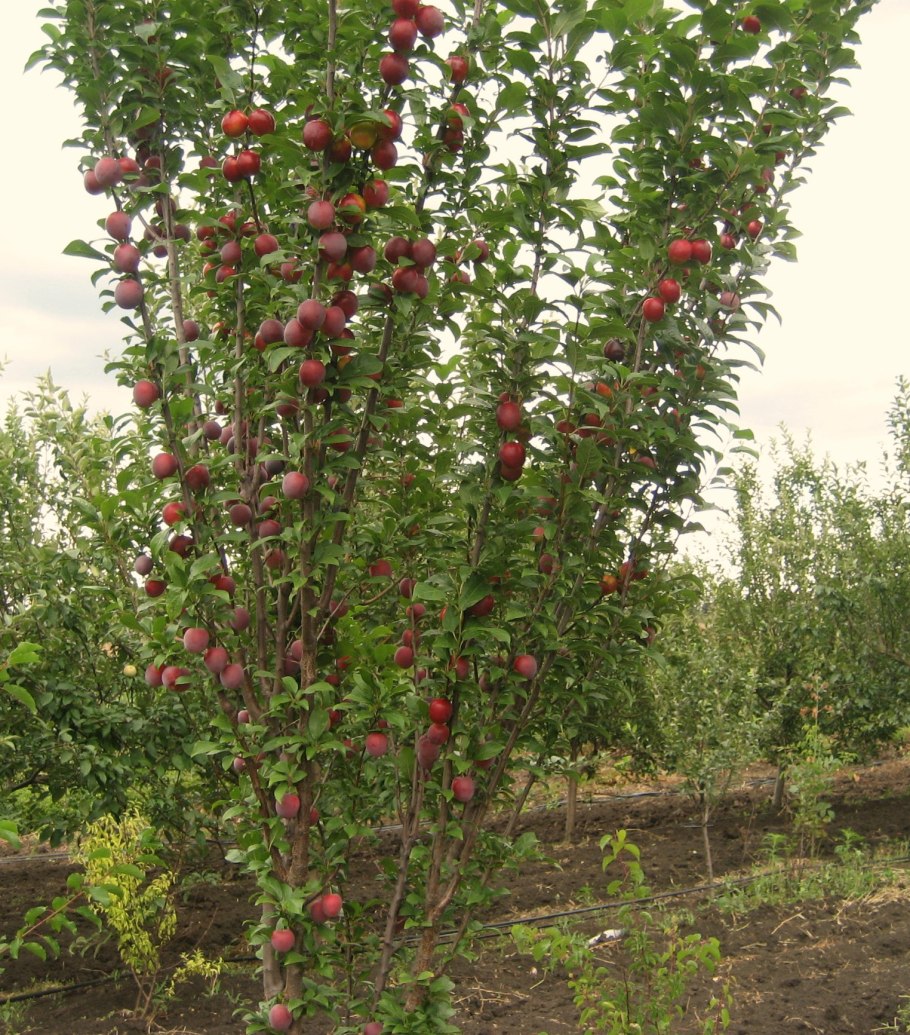 Алыча пирамидальная Империал