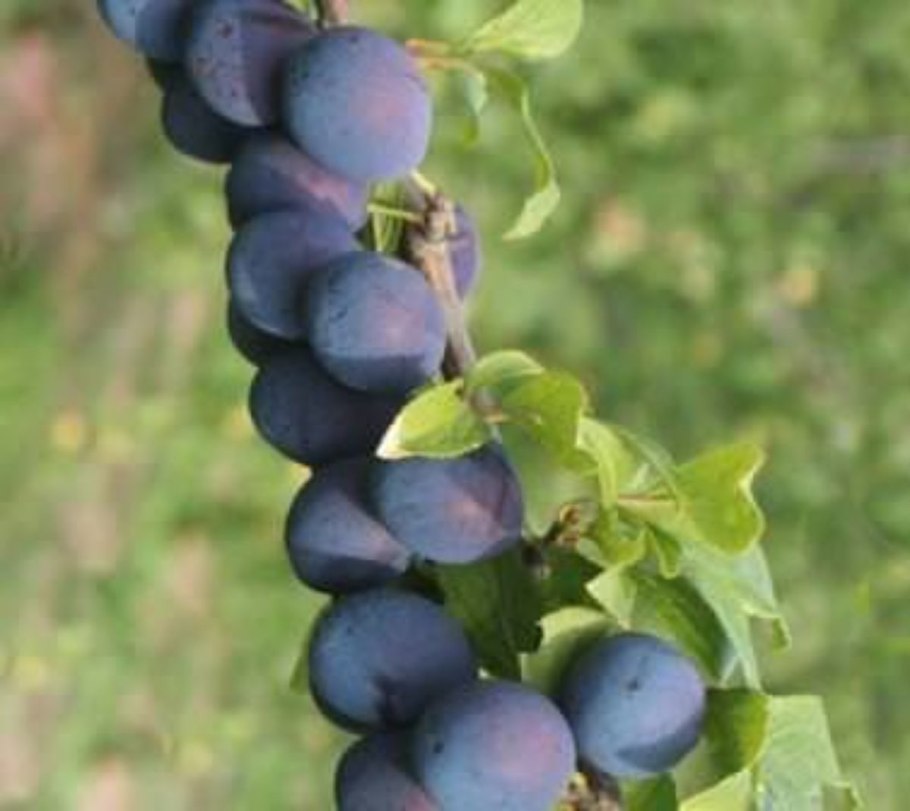 Слива Империал колоновидная