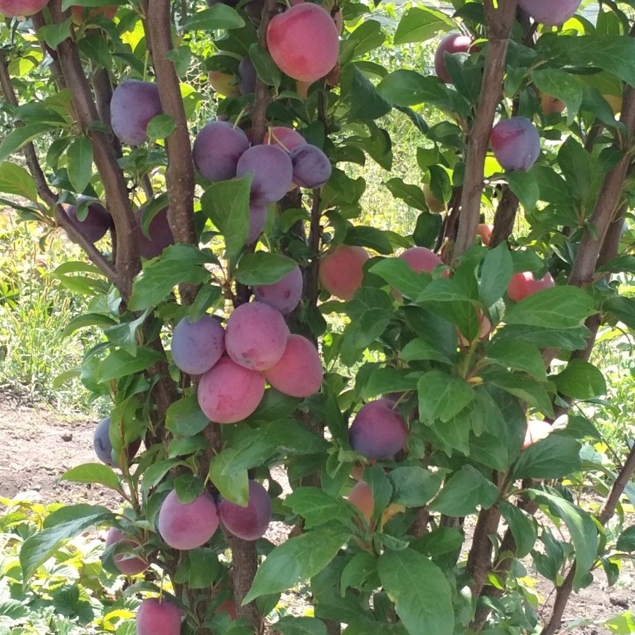 Слива Блю Свит колоновидная