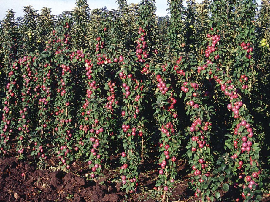 Алыча Империал колоновидная