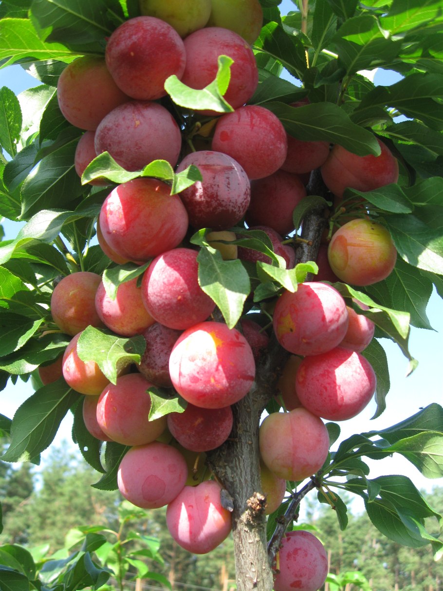 Венгерка ажанская