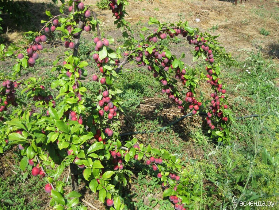 Слива Командор колоновидная