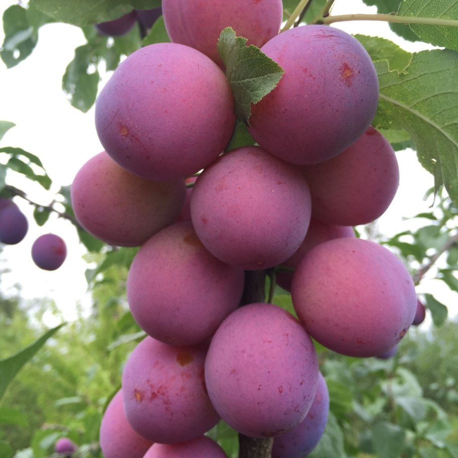 Слива Империал колоновидная