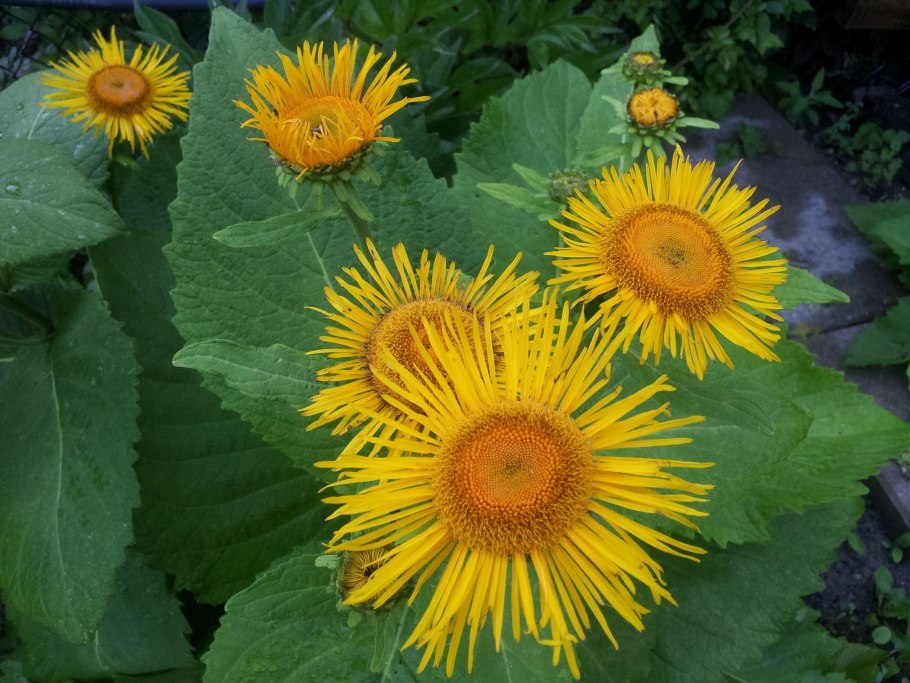 Девясил мечелистный Inula ensifolia