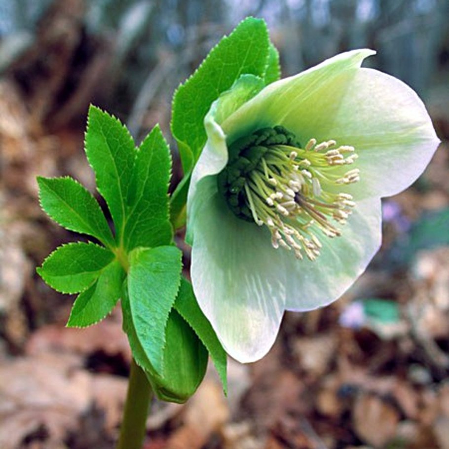 Геллеборус морозник Рождественская роза
