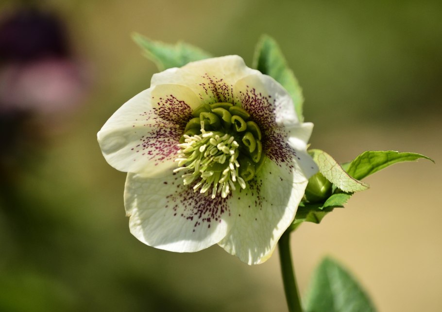 Морозник ангел Глоу