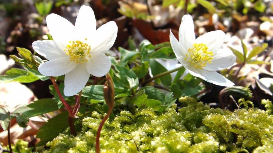 Морозник (Helleborus) кавказский