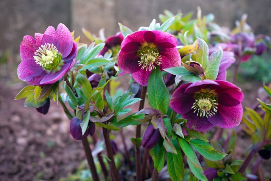 Морозник Helleborus Niger