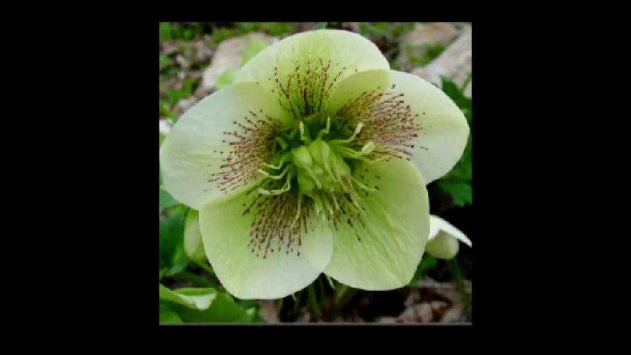 Морозник зелёный