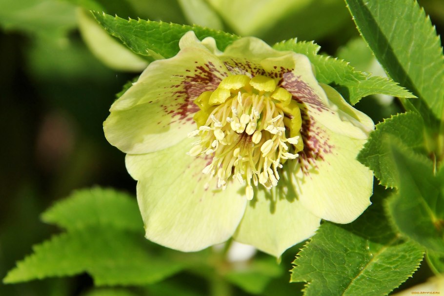 Морозник цветок