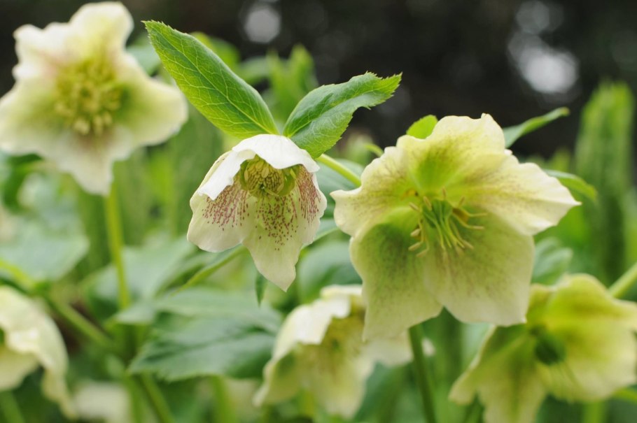 Порошок морозник трава