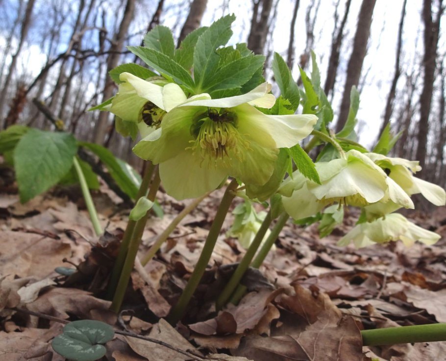 Морозник кавказский (Helleborus caucasicus)
