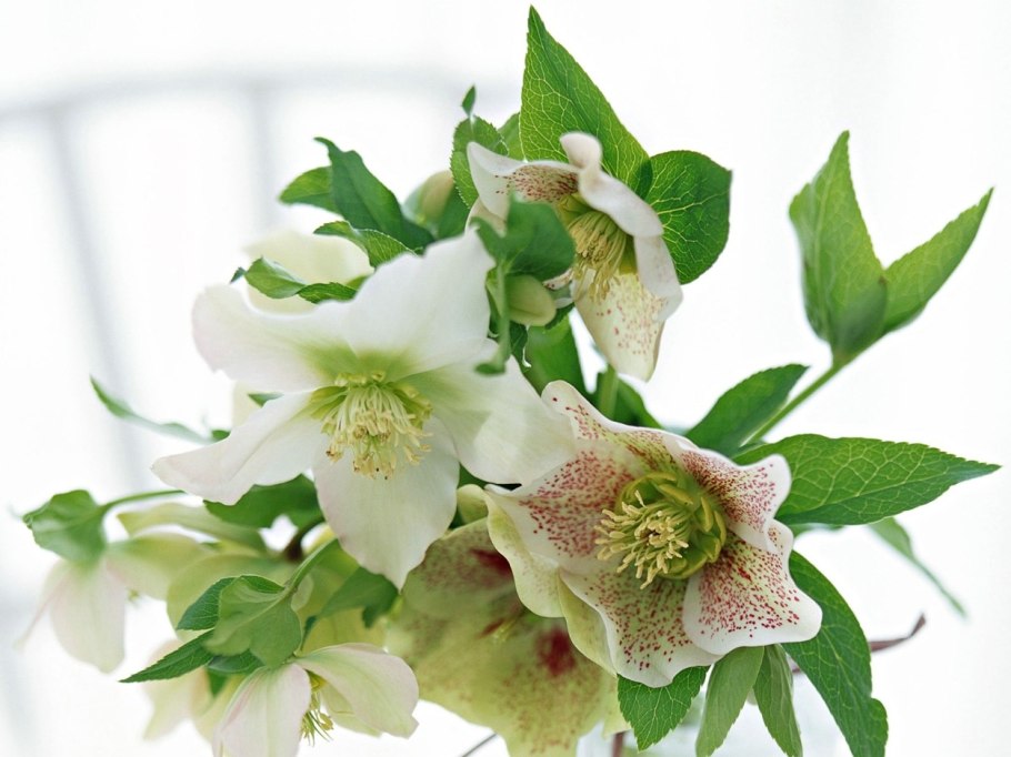 Морозник Helleborus orientalis