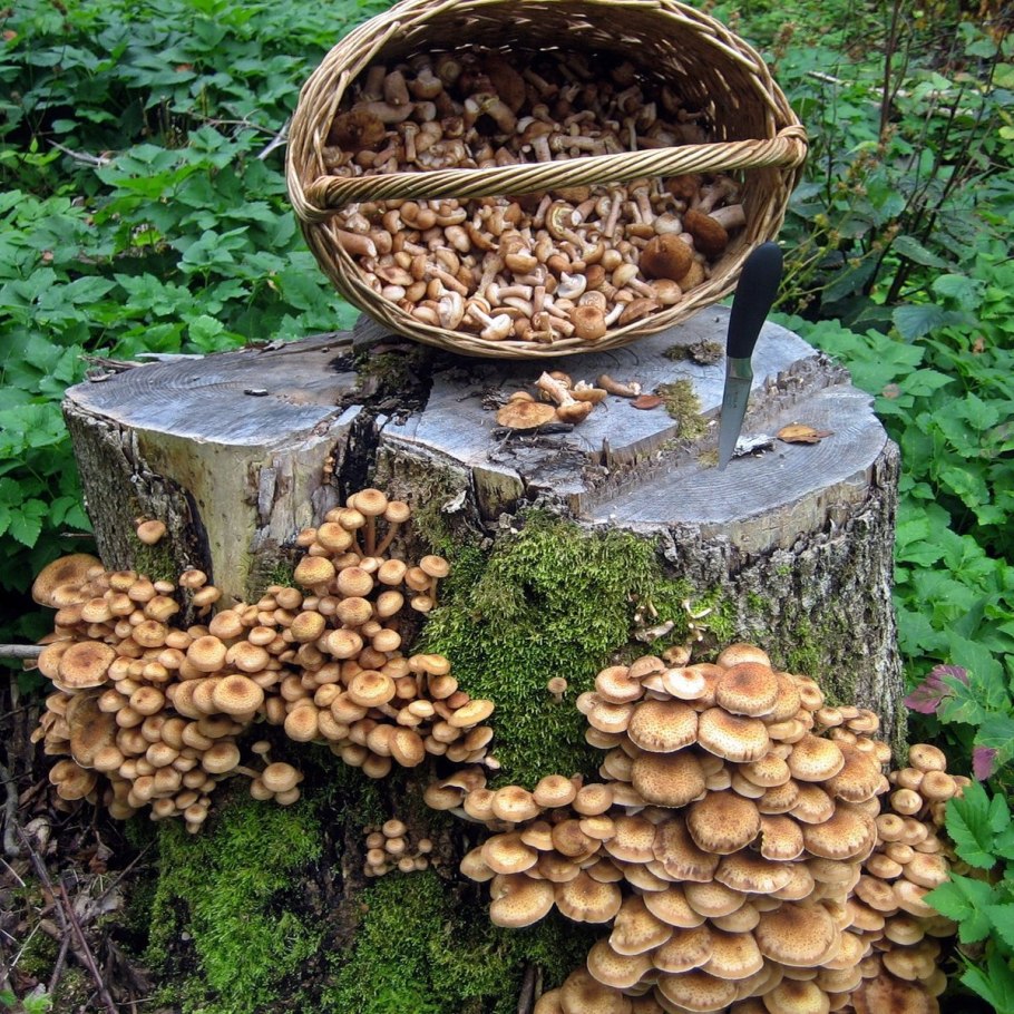 Пеньковые опята