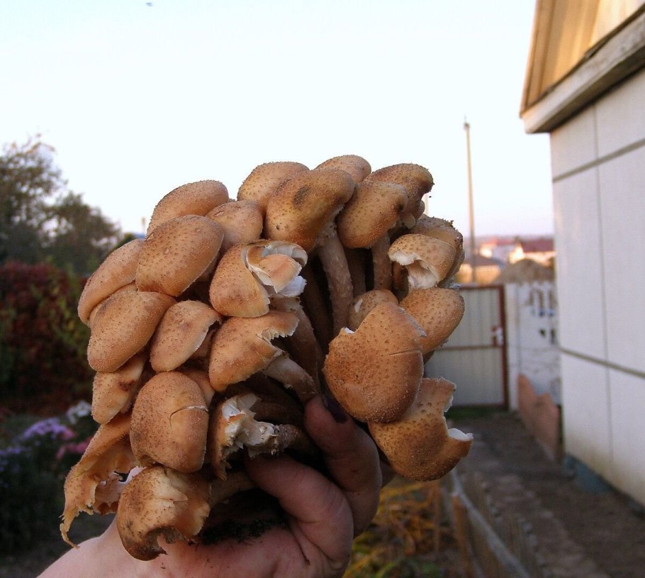 Опята пеньковые березовые