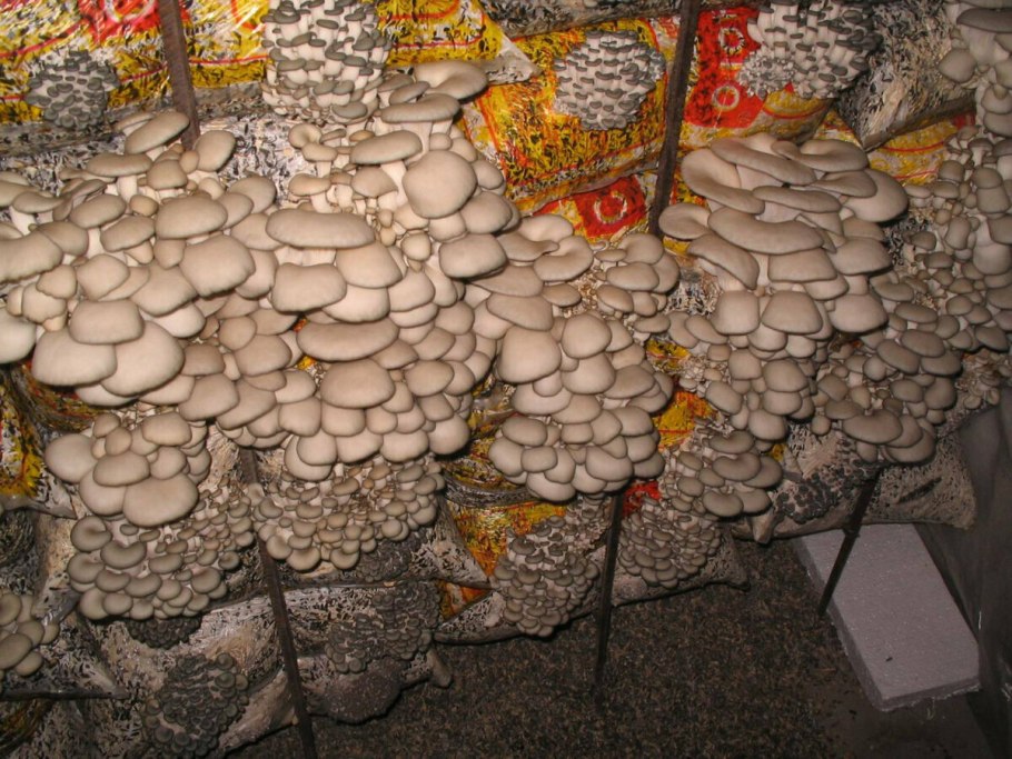 Грибы в огороде