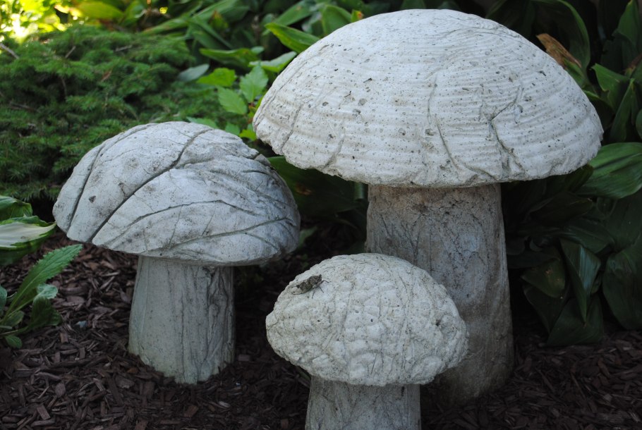 Мицелий грибов подберезовик