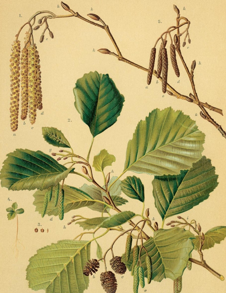Alnus glutinosa