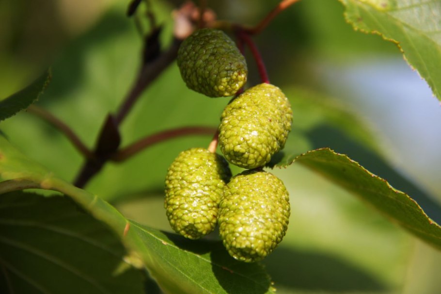 Alnus japonica