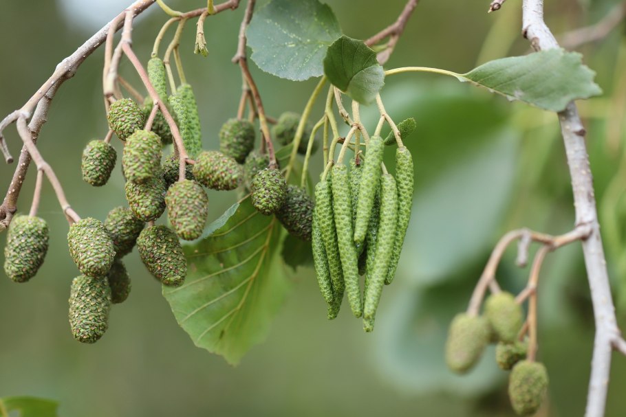 Ольха пушистая (Alnus hirsuta)