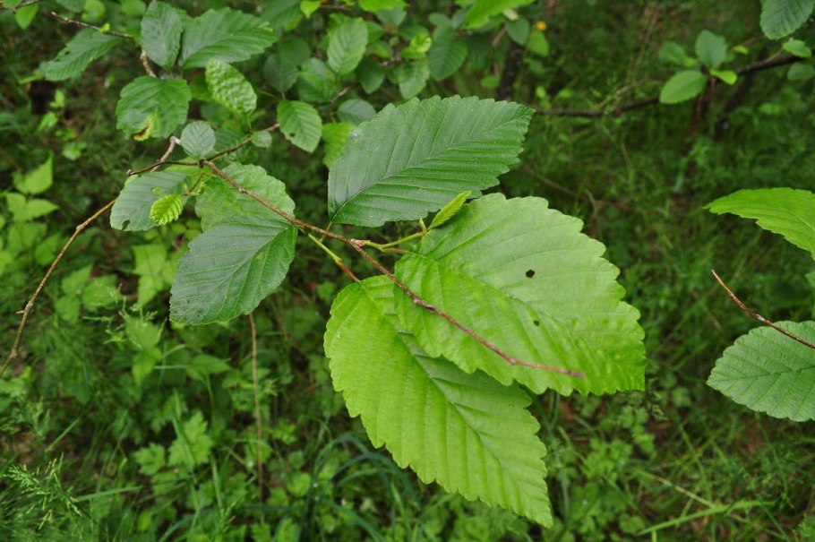 Alnus glutinosa ствол