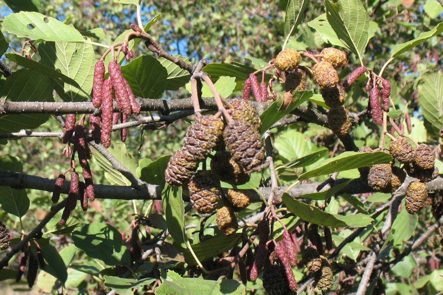 Ольха черная (Alnus glutinosa (l.) Gaertn)