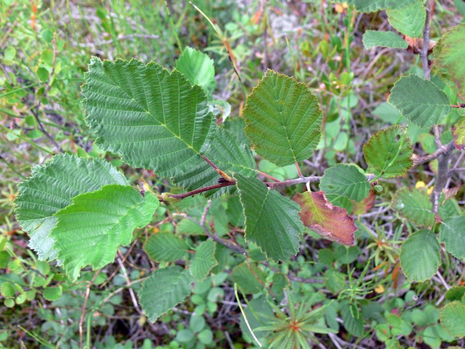 Черная ольха на болоте