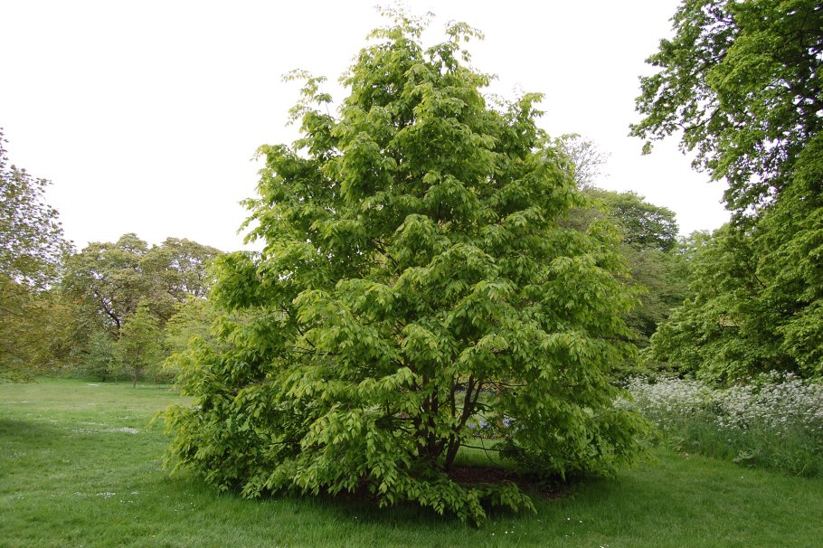 Ольха черная (Alnus glutinosa)