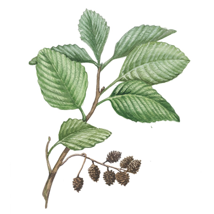 Alnus glutinosa (ольха европейская)