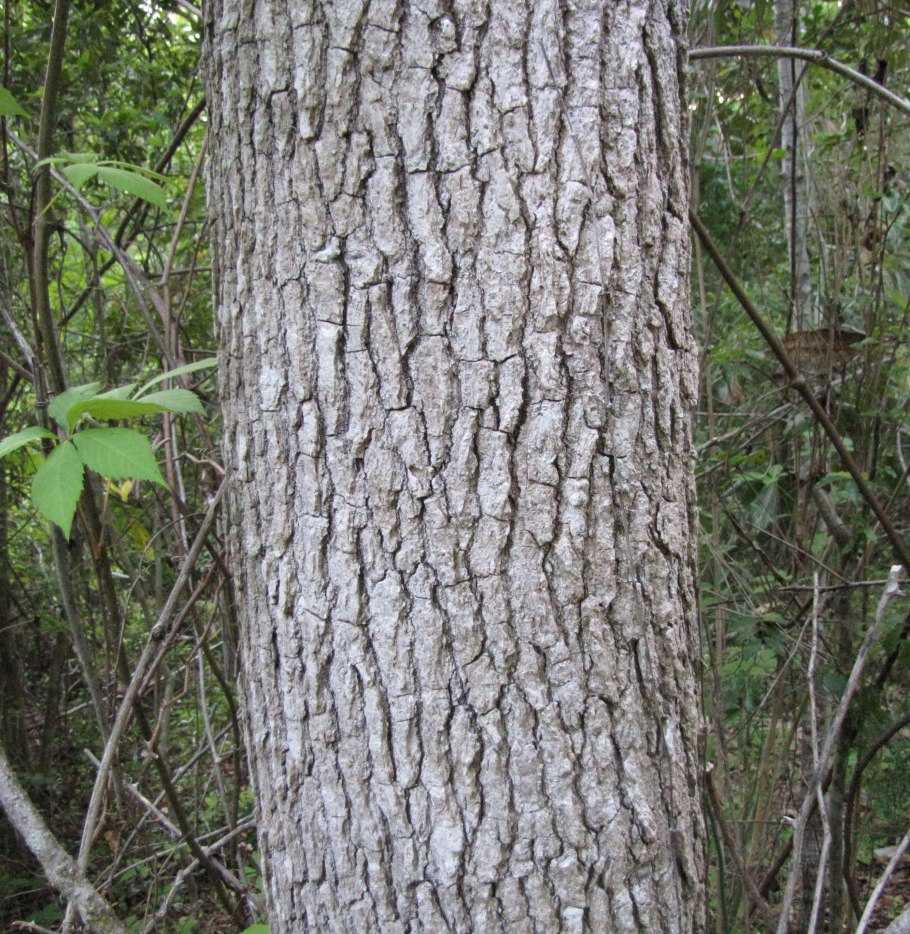 Alnus fruticosa