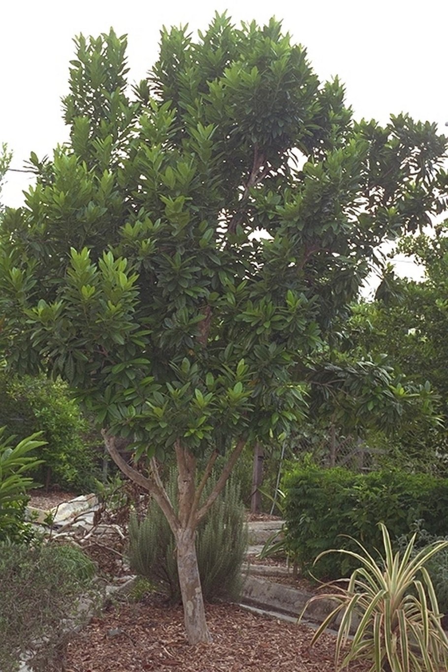 Full Shade Mosquito Repellent Plants Size